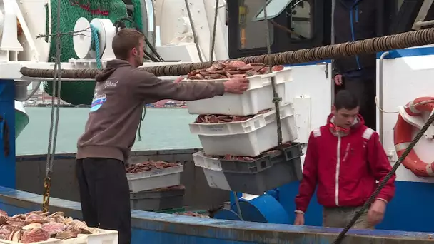 Le Havre : première pêche à la coquille Saint-Jacques