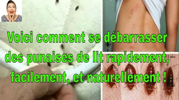 Voici comment se débarrasser des punaises de lit rapidement, facilement, et naturellement !