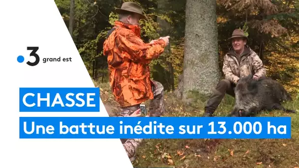 Haut-Rhin : 250 chasseurs mobilisés pour une battue aux sangliers hors norme