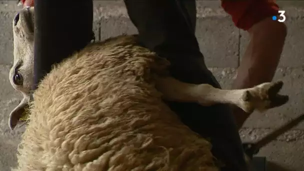 Entraînement de l&#039;équipe de France de tonte de moutons