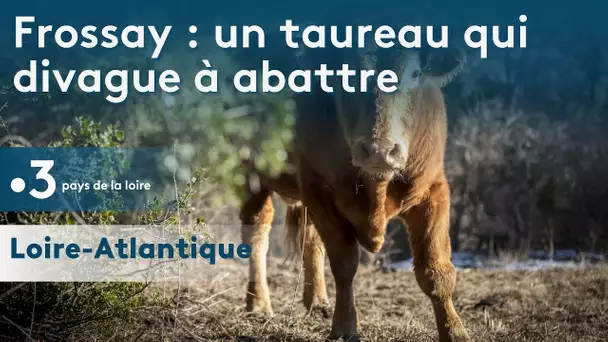 Frossay en Loire-Atlantique : le maire veut faire abattre un taureau en divagation