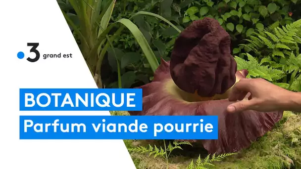 Botanique : amorphophallus en fleur : l'apparence et l'odeur de la viande