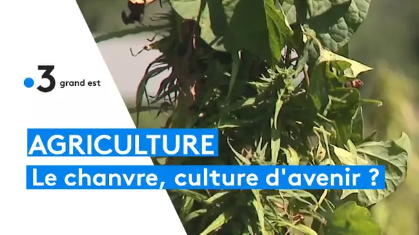 Le chanvre, une culture d’avenir en Alsace