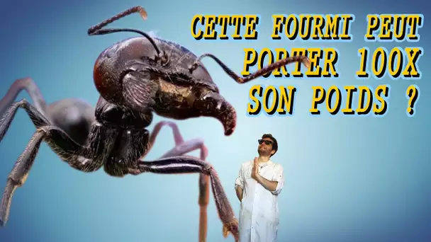 CETTE FOURMI PEUT PORTER 100x SON POIDS ? Vrai ou Faux #19