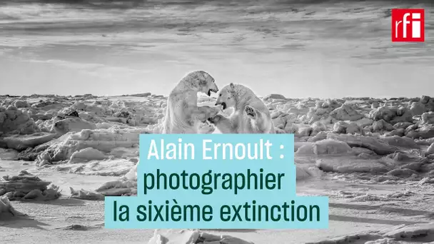 Alain Ernoult : photographier la sixième extinction • RFI