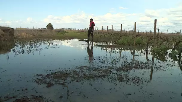 Sérignan: des vignes inondées pour lutter contre le sel