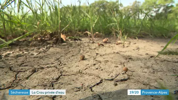 La Crau, inquiétude des agriculteurs face à la sécheresse