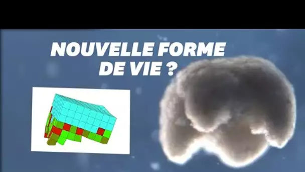 Cet ours blanc multicellulaire pourrait bientôt nous soigner