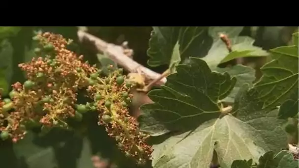 MEDITERRANEO – Jordanie : le défi des viticulteurs pour relancer la production.