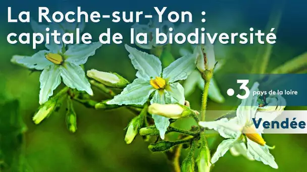 La Roche-sur-Yon, capitale française de la biodiversité durant 1 an