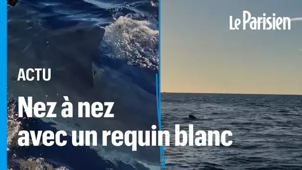 Ils tombent nez à nez avec un requin blanc de 5 mètres au large de la Camargue