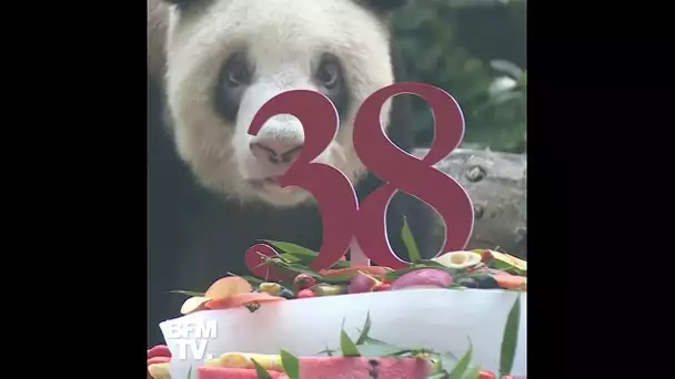 Le plus vieux panda géant au monde (en captivité) célèbre ses 38 ans en Chine