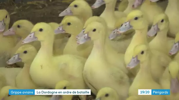 La Dordogne se prépare face au risque de grippe aviaire