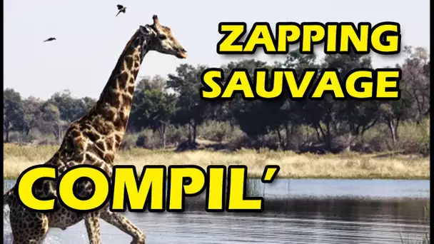 20min de Zapping Sauvage - Compilation - Zapping Animaux