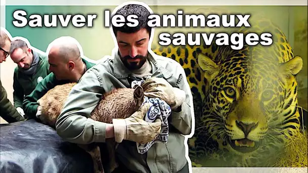 Sauveteurs d'animaux sauvages