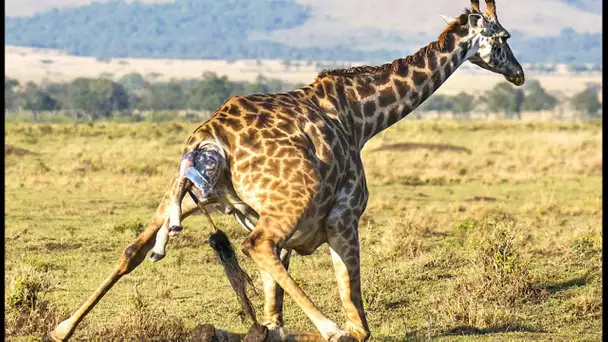 Naissance d&#039;un bébé girafe en direct - ZAPPING SAUVAGE