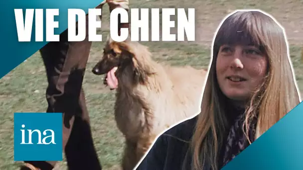 1976 : les Parisiens aiment-ils les chiens ? 🐩 | Archive INA