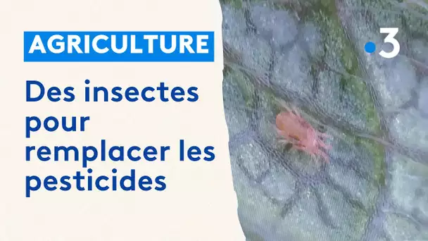 L'utilisation d'insectes, une alternative aux pesticides à Coutiches