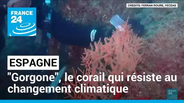 Espagne : "Gorgone", le corail qui résiste au changement climatique • FRANCE 24