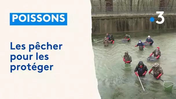 Opération sauvetage des poissons avant les travaux de maintenance du canal de Vitry-le-François