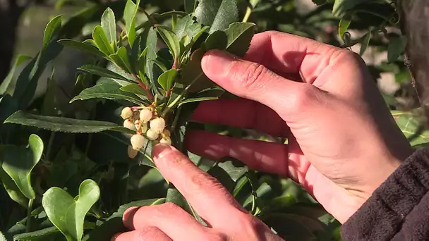 Var : l'arbousier aux mille vertus