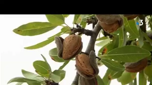 L'amande de Provence est à la fête