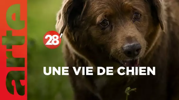 Bobi : le chien le plus vieux du monde - 28 Minutes - ARTE