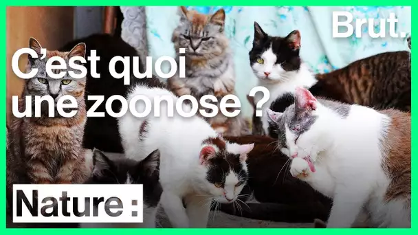 Les zoonoses, ces maladies transmises par des animaux aux humains