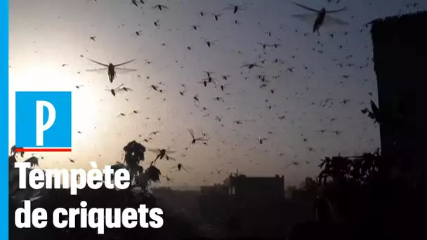 Environnement : l'Inde subit sa pire invasion de criquets pèlerins depuis 30 ans