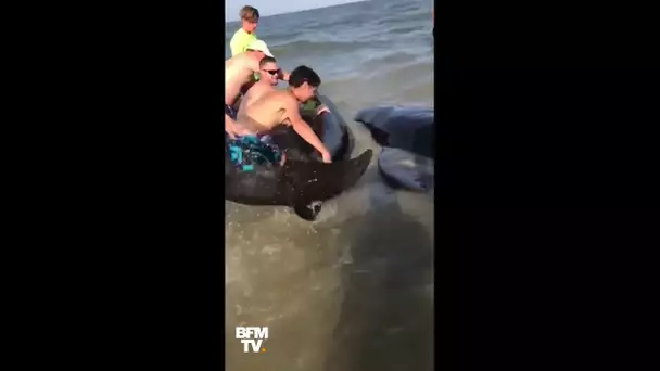Ces vacanciers viennent en aide à des dauphins échoués