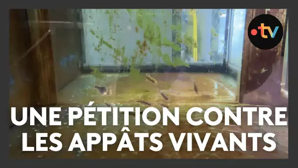 Une pétition contre les appâts vivants