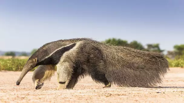 Ce tamanoir s&#039;enfile 30 000 insectes par jour - ZAPPING SAUVAGE