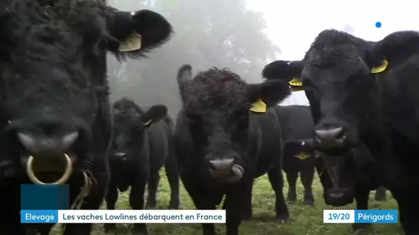 Des vaches lowlines font leur apparition en Périgord
