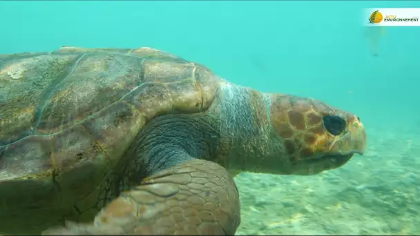 Ile de La Réunion : la protection des tortues marines suscite des vocations