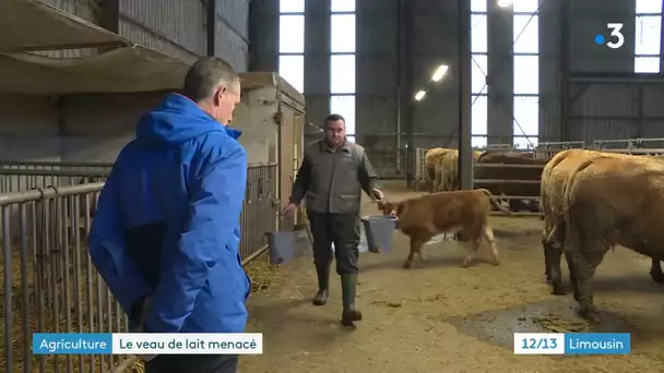 Corrèze : la filière du veau sous la mère en difficulté