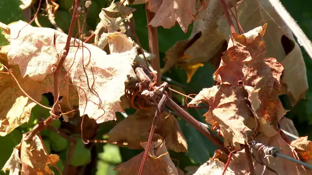 Canicule : sur la Côte d'Azur les vignes souffrent, les professionnels du vin de Bellet inquiets
