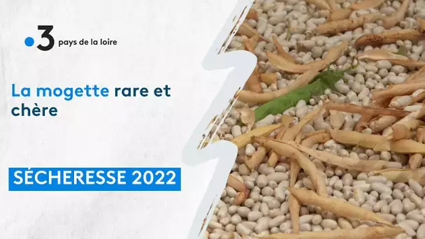 Vendée : la mogette victime de la sécheresse