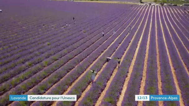 La lavande de Provence, candidate au patrimoine mondial de l'UNESCO