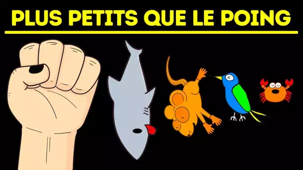 Les Plus Petits Mammifères, Poissons et Insectes Vivant Sur Terre