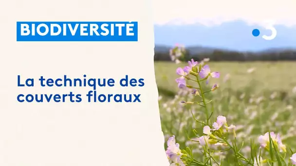 Biodiversité, couverts floraux en Béarn chez les maïsiculteurs