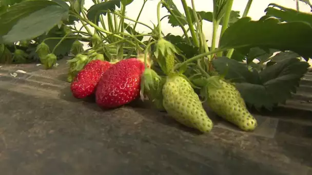 Agriculture : début de saison timide pour la fraise