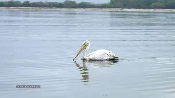 MEDITERRANEO – En Grèce, découverte du Parc de Kerkini et ses centaines d'espèces d’oiseaux