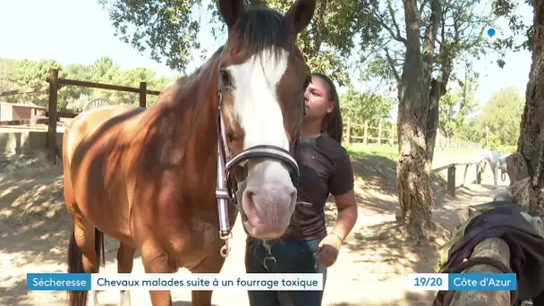 Dans le Var, un cheval mort après avoir mangé du foin empoisonné