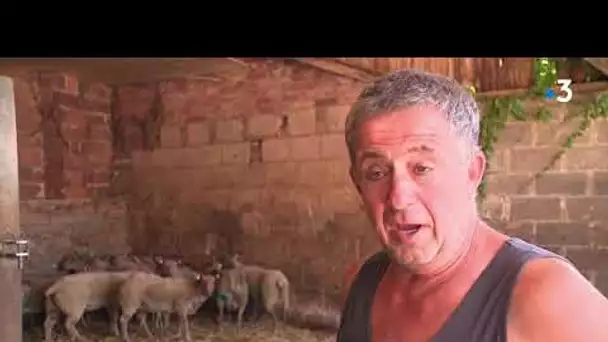 Moutons attaqués en Saône-et-Loire : les éleveurs tentent de trouver la parade