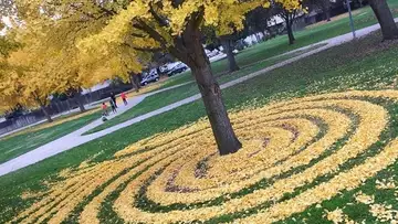 Cette artiste fait du Land Art avec des feuilles mortes !