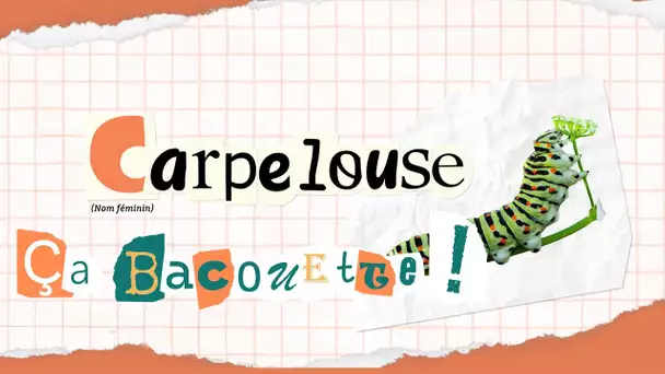 "Ça Bacouette !" s'intéresse aujourd'hui à l'origine normande du mot carpelouse