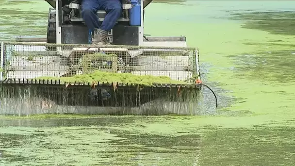 Lille : les douves de la citadelle débarrassées des lentilles d&#039;eau