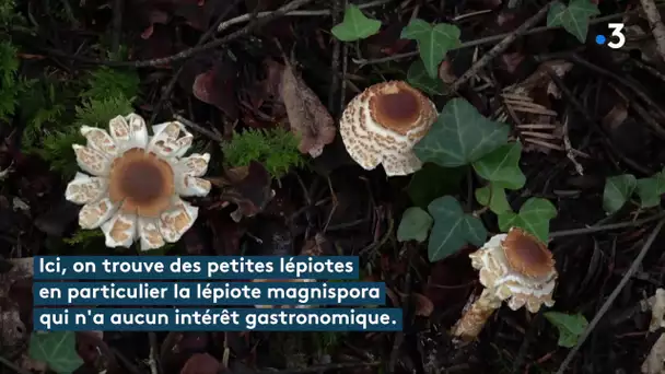 L'instant champignons : connaissez-vous la lépiote magnispora ?