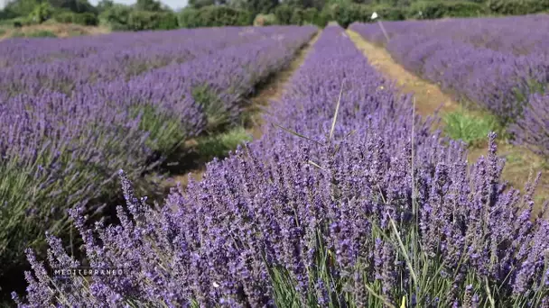 A Valensole, la lavande fait face à de nombreux défis : techniques, environnementaux et sociétaux