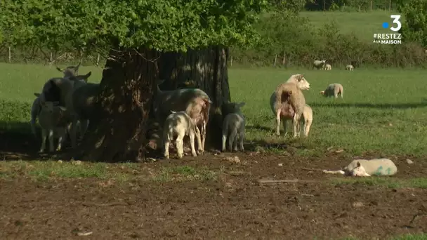 Loire-Atlantique : recrudescence des vols de moutons